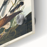 Romanticism Art: Marsh Hawk from Birds of America - Historical Canvas