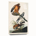 Romanticism Art: Marsh Hawk from Birds of America - Historical Canvas