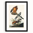 Romanticism Art: Marsh Hawk from Birds of America - Historical Canvas