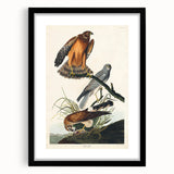 Romanticism Art: Marsh Hawk from Birds of America - Historical Canvas