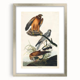 Romanticism Art: Marsh Hawk from Birds of America - Historical Canvas