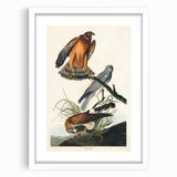Romanticism Art: Marsh Hawk from Birds of America - Historical Canvas