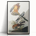 Romanticism Art: Marsh Hawk from Birds of America - Historical Canvas