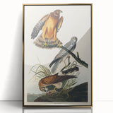Romanticism Art: Marsh Hawk from Birds of America - Historical Canvas
