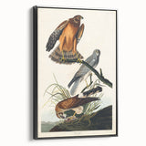 Romanticism Art: Marsh Hawk from Birds of America - Historical Canvas