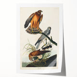 Romanticism Art: Marsh Hawk from Birds of America - Historical Canvas