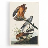 Romanticism Art: Marsh Hawk from Birds of America - Historical Canvas