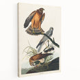 Romanticism Art: Marsh Hawk from Birds of America - Historical Canvas