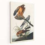 Romanticism Art: Marsh Hawk from Birds of America - Historical Canvas