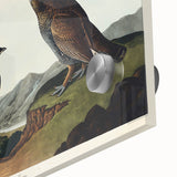 Romanticism Art: Dusky Grouse by John Audubon - Classic Canvas Print