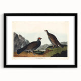 Romanticism Art: Dusky Grouse by John Audubon - Classic Canvas Print
