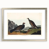Romanticism Art: Dusky Grouse by John Audubon - Classic Canvas Print