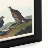 Romanticism Art: Dusky Grouse by John Audubon - Classic Canvas Print