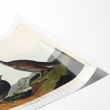 Romanticism Art: Dusky Grouse by John Audubon - Classic Canvas Print