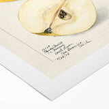 Art deco poster of colorful fruits on a rolled canvas, suitable for dining room or bathroom wall art.