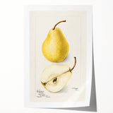 Extra large rolled print of assorted fruits in vibrant colors, ideal for art wall dining room decor.
