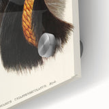 Romanticism Art: Cassowary Illustration by Elizabeth Gould - Exotic Print