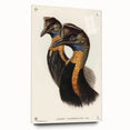 Romanticism Art: Cassowary Illustration by Elizabeth Gould - Exotic Print