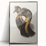 Romanticism Art: Cassowary Illustration by Elizabeth Gould - Exotic Print