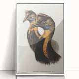 Romanticism Art: Cassowary Illustration by Elizabeth Gould - Exotic Print
