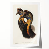 Romanticism Art: Cassowary Illustration by Elizabeth Gould - Exotic Print