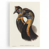 Romanticism Art: Cassowary Illustration by Elizabeth Gould - Exotic Print
