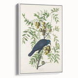 Romanticism Art: American Crow by Audubon - Nature-Inspired Print