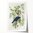 Romanticism Art: American Crow by Audubon - Nature-Inspired Print