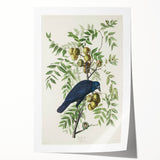 Romanticism Art: American Crow by Audubon - Nature-Inspired Print