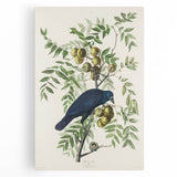 Romanticism Art: American Crow by Audubon - Nature-Inspired Print