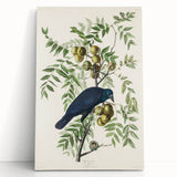 Romanticism Art: American Crow by Audubon - Nature-Inspired Print