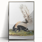 Romanticism Art: Large-tailed Skunk by Audubon - Nature-Inspired Print
