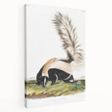 Romanticism Art: Large-tailed Skunk by Audubon - Nature-Inspired Print