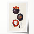 Extra large rolled print of assorted fruits in vibrant colors, ideal for art wall dining room or bathroom.