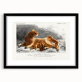 Romanticism Art: Lioness with Cubs by D’Orbigny - Wildlife Canvas