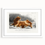 Romanticism Art: Lioness with Cubs by D’Orbigny - Wildlife Canvas