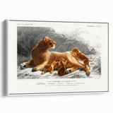Romanticism Art: Lioness with Cubs by D’Orbigny - Wildlife Canvas