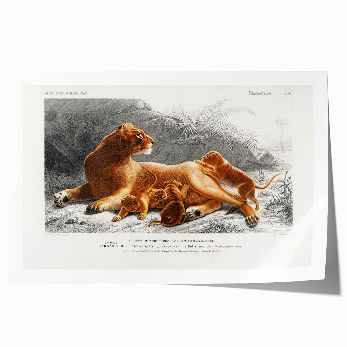 Romanticism Art: Lioness with Cubs by D’Orbigny - Wildlife Canvas