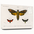 Romanticism Art: Moth Collection by D’Orbigny - Entomology Canvas Print