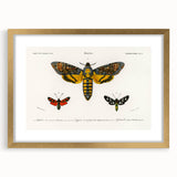 Romanticism Art: Moth Collection by D’Orbigny - Entomology Canvas Print