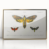 Romanticism Art: Moth Collection by D’Orbigny - Entomology Canvas Print