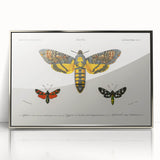 Romanticism Art: Moth Collection by D’Orbigny - Entomology Canvas Print