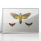 Romanticism Art: Moth Collection by D’Orbigny - Entomology Canvas Print