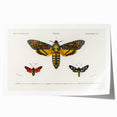 Romanticism Art: Moth Collection by D’Orbigny - Entomology Canvas Print