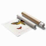 Romanticism Art: Moth Collection by D’Orbigny - Entomology Canvas Print