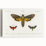 Romanticism Art: Moth Collection by D’Orbigny - Entomology Canvas Print