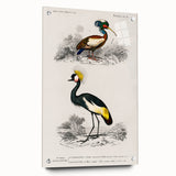 Romanticism Art: Ornithological Birds by D’Orbigny - Wildlife Canvas Print
