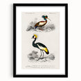 Romanticism Art: Ornithological Birds by D’Orbigny - Wildlife Canvas Print