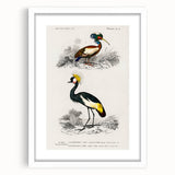 Romanticism Art: Ornithological Birds by D’Orbigny - Wildlife Canvas Print