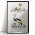 Romanticism Art: Ornithological Birds by D’Orbigny - Wildlife Canvas Print